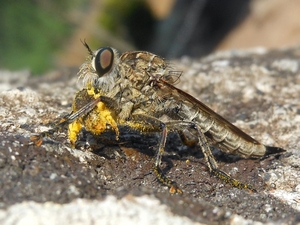 Asilidae dalla Gallura